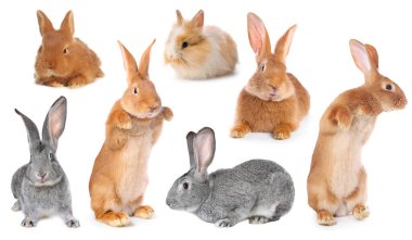 Beyaz tüylü şirin tavşanlar, kolaj.