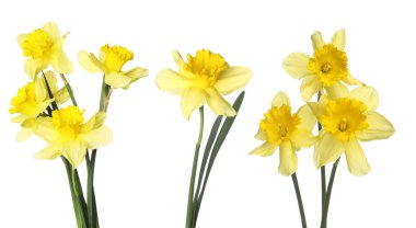 Canlı sarı nergisler beyaz sette izole edilmiş. Bahar çiçekleri