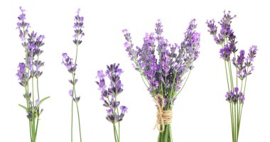 Beyazlar üzerinde yalıtılmış lavanta çiçekleri.