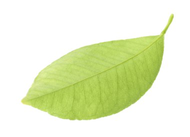 Taze yeşil narenciye yaprağı beyaza izole edilmiş.