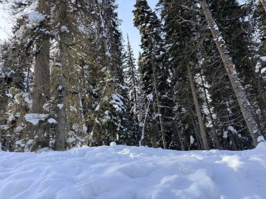 Kış ormanlarında karla kaplı ağaçlar, alçak açı