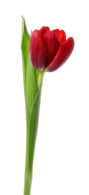 Güzel bir kırmızı lale beyazda izole edilmiş.