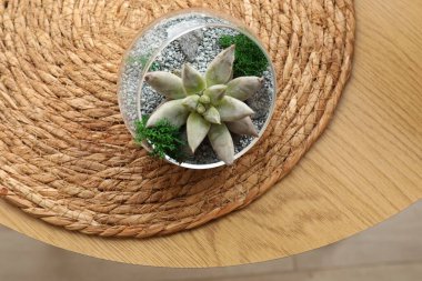 Cam teraryumdaki nefis bitki ahşap masada, üst manzara.