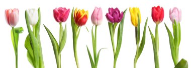 Beyazlar üzerinde izole edilmiş renkli laleler. Bahar çiçekleri