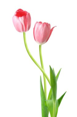 Beyaz arka planda güzel laleler. Bahar çiçekleri