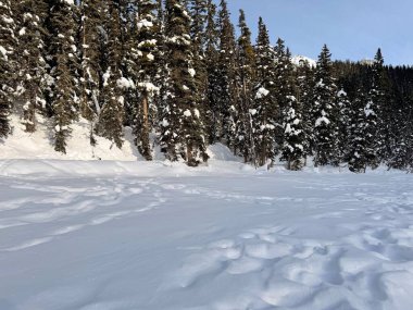 Dağlardaki güzel kış ormanlarının manzarası.