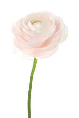Güzel bir ranunculus çiçeği beyaza izole edilmiş.
