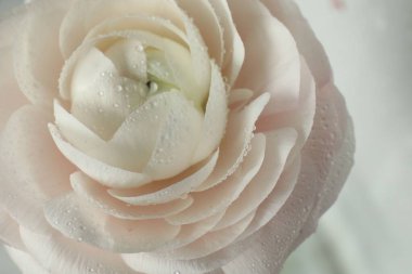 Işık arka planında su damlaları olan güzel ranunculus çiçeği, yakın plan.