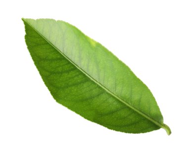 Bir narenciye yaprağı beyaza izole edilmiş.