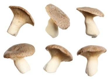 Taze kral trompet mantarları beyaz, kolaj