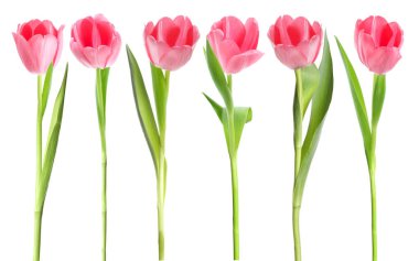 Beautiful pink tulips isolated on white, set