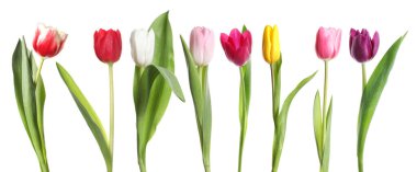 Parlak laleler beyaz üzerine izole edilmiş, set. Bahar çiçekleri