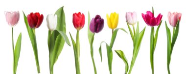 Beyazlar üzerinde izole edilmiş renkli laleler. Bahar çiçekleri