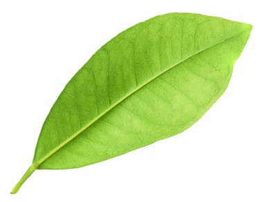 Taze yeşil narenciye yaprağı beyaza izole edilmiş.