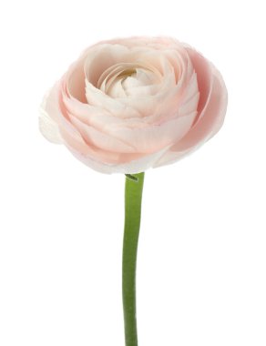 Güzel bir ranunculus çiçeği beyaza izole edilmiş.