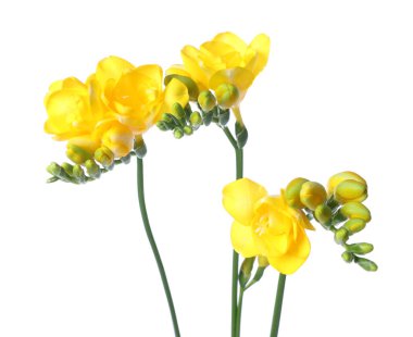 Beyaz izole güzel sarı Frezya çiçek