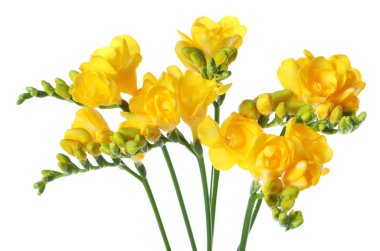 Beyaz izole güzel sarı Frezya çiçek