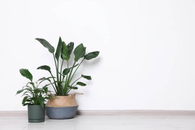 Cennetin güzel kuşu (Strelitzia), ışık duvarının yanındaki saksılarda saksı bitkileri. Metin için boşluk