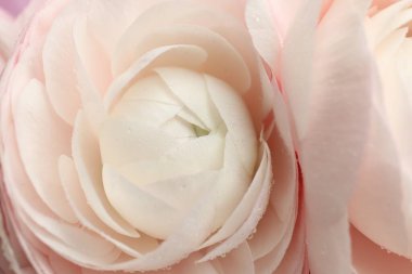 Arka plan olarak güzel ranunculus çiçekleri, yakın plan görünümü