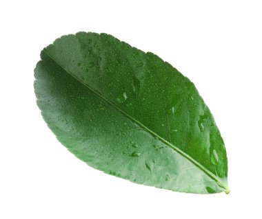 Narenciye bitkisinin ıslak yeşil yaprağı beyaza izole edilmiş.