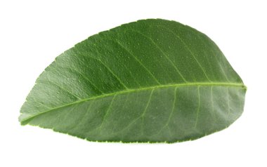 Bir narenciye yaprağı beyaza izole edilmiş.