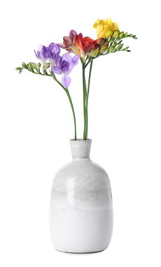 Beyaz vazoda izole edilmiş renkli frezya çiçekleri.
