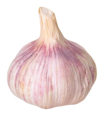 Bir taze sarımsak soğanı beyaza izole edilmiş.