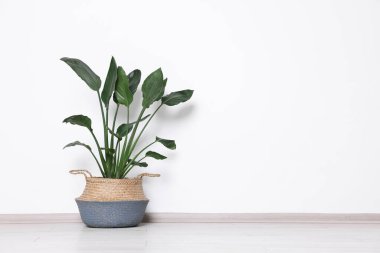 Cennetin güzel kuşu (Strelitzia) saksıda, ışık duvarının yanında saksıda. Metin için boşluk