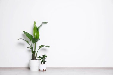 Işık duvarının yanındaki yerde çok güzel saksılar var. Metin için boşluk