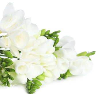 Güzel çiçek açan frezya çiçekleri beyazda izole edilmiş.