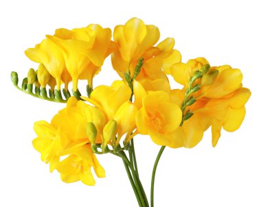 Beyaz izole güzel sarı Frezya çiçek