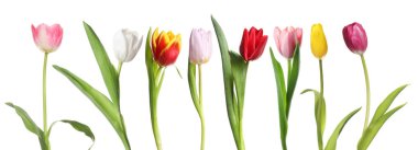 Parlak laleler beyaz üzerine izole edilmiş, set. Bahar çiçekleri