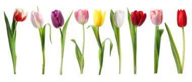 Beyaza izole edilmiş parlak laleler. Bahar çiçekleri