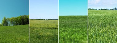 Güzel gökyüzünün altındaki tarlalar. Doğa manzarası