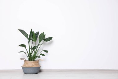 Cennetin güzel kuşu (Strelitzia) saksıda, ışık duvarının yanında saksıda. Metin için boşluk