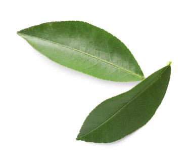 Turunçgil bitkisinin taze yeşil yaprakları beyaza izole edilmiş.