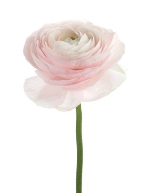 Güzel bir ranunculus çiçeği beyaza izole edilmiş.