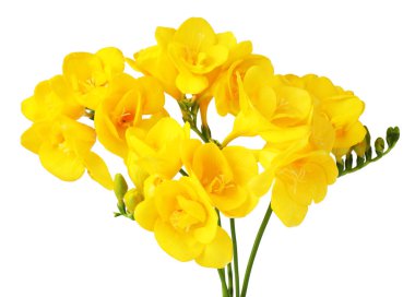 Beyaz izole güzel sarı Frezya çiçek