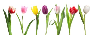 Beyazlar üzerinde izole edilmiş renkli laleler. Bahar çiçekleri