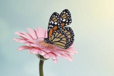 Gerbera çiçeğinin üzerindeki kelebek bulanık arka planda. Bahar titreşimleri