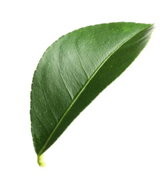 Taze yeşil narenciye yaprağı beyaza izole edilmiş.