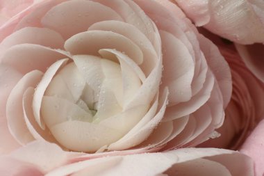 Arka plan olarak güzel ranunculus çiçeği, yakın plan görünümü