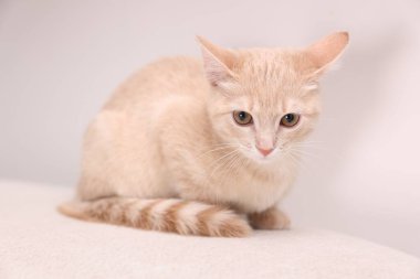 Kanepenin üzerindeki sevimli kızıl kedi, yakın plan.