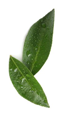 Narenciye bitkisinin ıslak yeşil yaprakları beyaza izole edilmiş, üst manzara