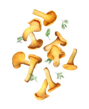 Taze mantarlar ve dereotunun beyaz arka plana düşmesi