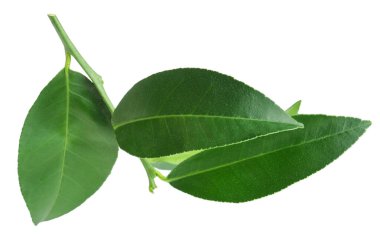 Taze yeşil narenciye yaprakları beyaza izole edilmiş.