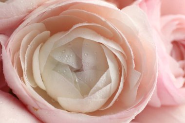 Arka plan olarak güzel ranunculus çiçekleri, yakın plan görünümü