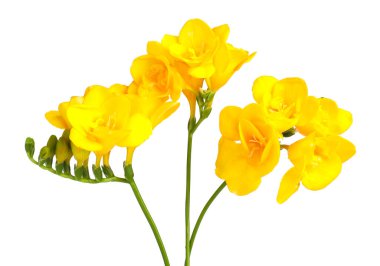 Beyaz izole güzel sarı Frezya çiçek