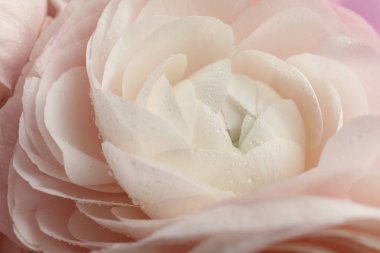 Arka plan olarak güzel ranunculus çiçeği, yakın plan görünümü