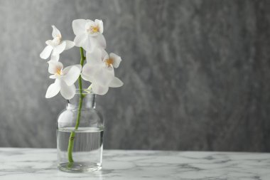 Beyaz mermer masada cam vazoda güzel bir orkide bitkisi, yakın plan. Metin için boşluk